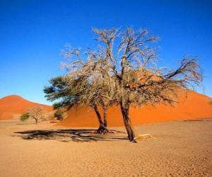 пазл Деревья в пустыне